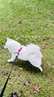 251230161949_IMG pet 567.jpg